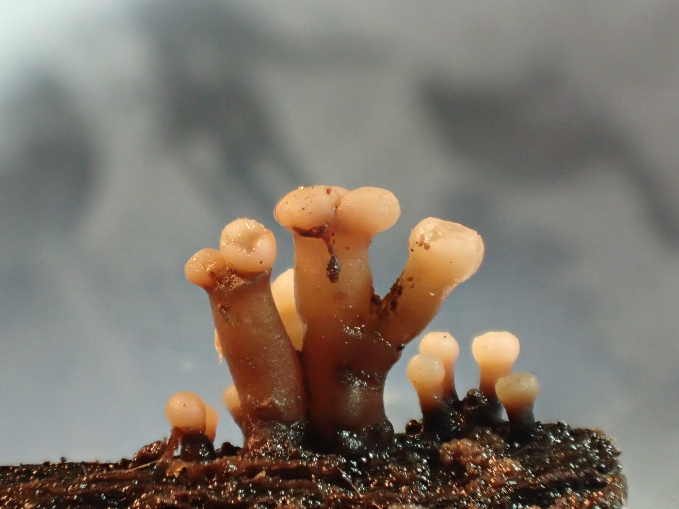 Photo © Sarah Ebdon Ascocoryne albida by Sarah Ebdon